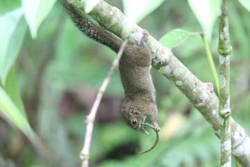 Slender squirrel (Sundasciurus tenuis) in Mt.Kerinci, Sumatra, Indonesia