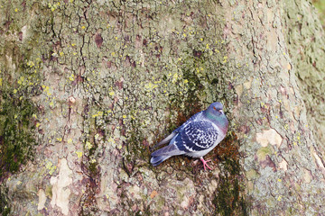 木に立っている鳩