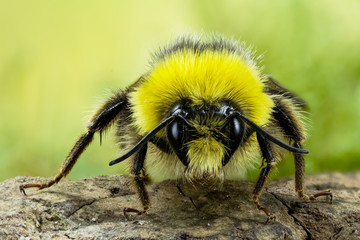 Focus Stacking - Bumblebee, Dumbledor, Dumbledore, Bombus 