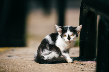Little fleasy urban homeless kitten sitting on roadside at city bridge and looking around. Furry...