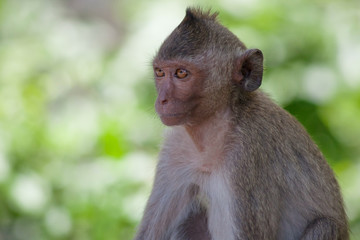 可愛いサル