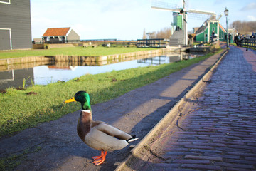 A drake by the small river