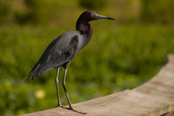 Little blue heron, breeding plummage