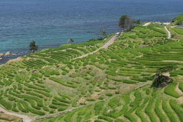 能登半島　白米千枚田