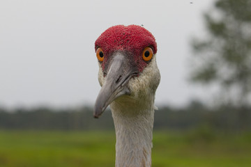 Sandhill Crane Staring