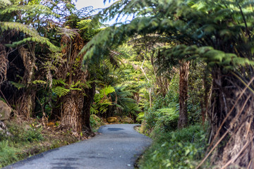 Fototapeta na wymiar Road to Cathedral Cove marine reserve on the Coromandel Peninsula in New Zealand