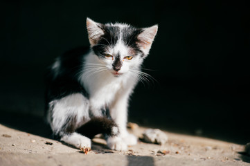 Left urban homeless kitty sitting in abstract shadow on black background, looking around. Furry...