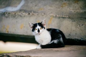Lovely newborn homeless poor kitten sitting under city bridge and looking for home, food and owner.  Unhealthy fleasy cat outdoor looking around. Black white spotted pet. Hyngry lonely left animal .