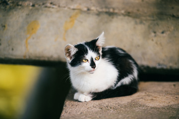 Lovely newborn homeless poor kitten sitting under city bridge and looking for home, food and owner.  Unhealthy fleasy cat outdoor looking around. Black white spotted pet. Hyngry lonely left animal .