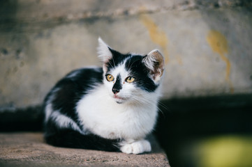 Lovely newborn homeless poor kitten sitting under city bridge and looking for home, food and owner.  Unhealthy fleasy cat outdoor looking around. Black white spotted pet. Hyngry lonely left animal .