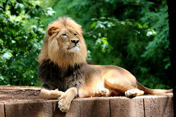 Proud Lion Laying in front of Trees  - Powered by Adobe