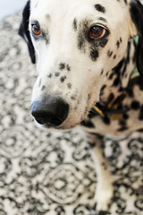 Adorable Black and White Spotted Dog / Dalmatian 