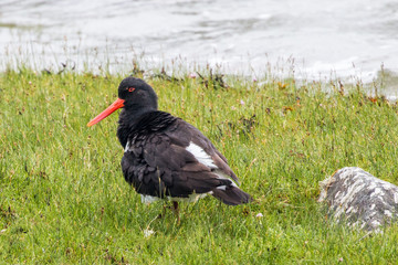 Eurasian Oystercatcher