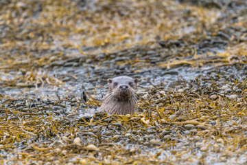 Eurasian Otter