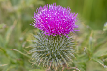 Thistle