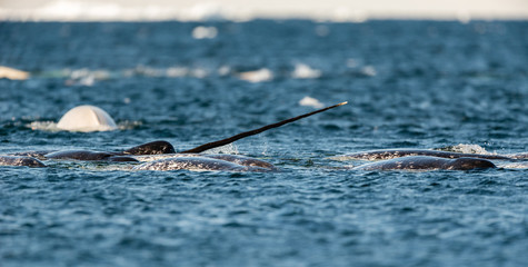 Pod of narwhals feeding at the surface, Lancaster Sound, Baffin Island, Canada. - obrazy, fototapety, plakaty