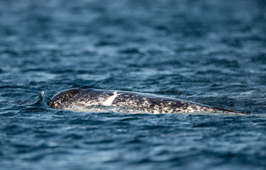 Female narwhal swimming at the surface, Baffin Island, Canada. - obrazy, fototapety, plakaty