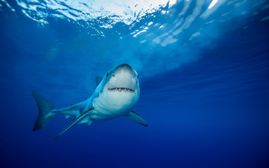 Great white shark underwater view, Guadalupe island, Mexico.