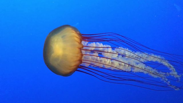 4K HD Video of one Sea Nettle. Chrysaora is a genus of the family Pelagiidae, or Jellyfish. Swimming in blue water