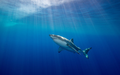 Fototapeta premium Great white shark underwater view, Guadalupe island, Mexico.