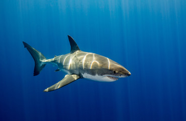 Great white shark underwater view, Guadalupe island, Mexico.