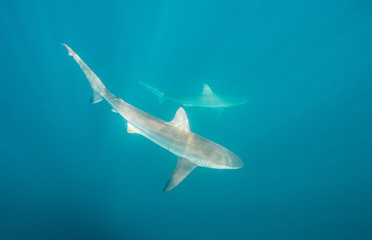 Fototapeta premium Two bronze whaler sharks swimming near the surface, image was taken during the sardine run, east coast of South Africa.