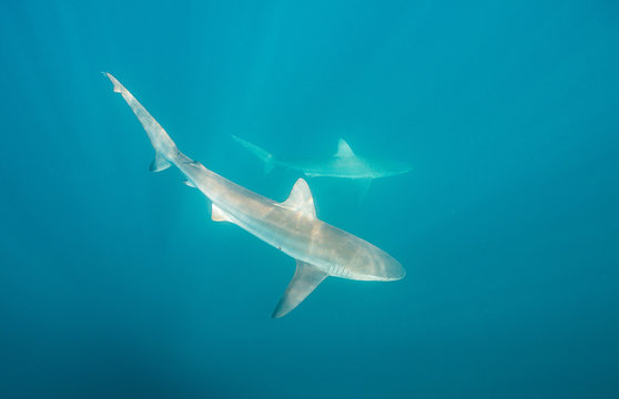 Two bronze whaler sharks swimming near the surface, image was taken during the sardine run, east coast of South Africa.