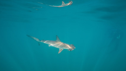 Underwater view of a smooth hammerhead shark and it's reflection, taken during the sardine run, east coast South Africa.