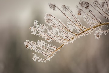 Winter abstract macro of rime on plants