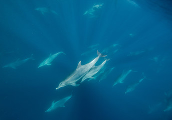 Bottle nosed dolphins during the sardine run, east coast South Africa.