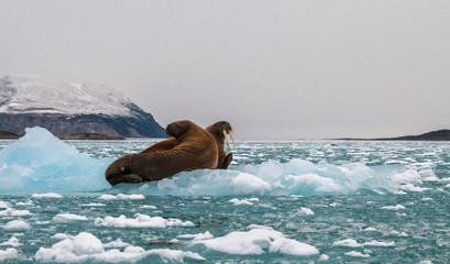 Walruses resting on floating ice in a fjord on the east coast of Greenland. - obrazy, fototapety, plakaty
