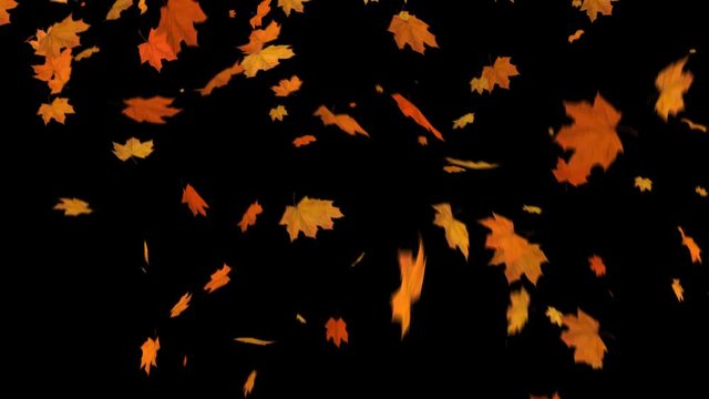 Fall of Leaves Maple