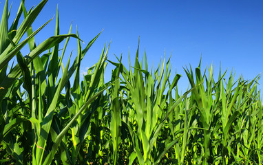 Cornfield 