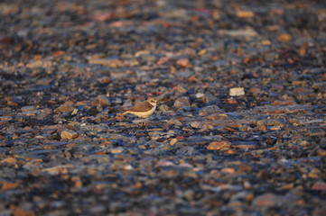 The sea bird