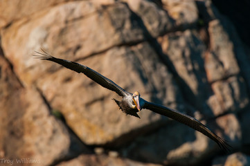 Pelican