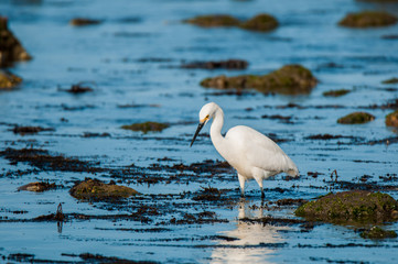 egret