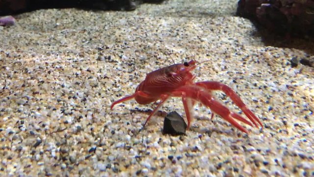 4K HD video of one Pelagic Red Crab, is a species of squat lobster from the eastern Pacific Ocean, walking backwards across sand, stopping, then continuing to move out of the frame backwards.