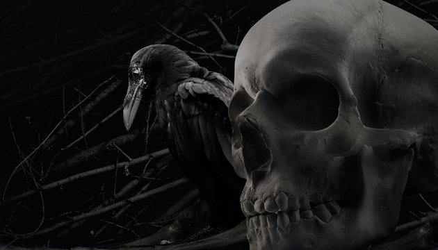 Photo of a black and white black crow sitting with human skull close up composition with branch background pattern.
