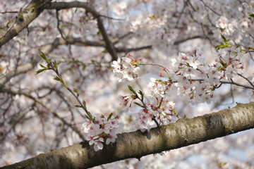 Sakura in Korea