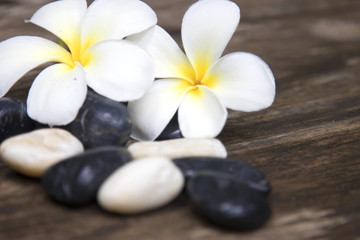 Background with white tropical plumeria flowers on turquoise wooden background. Selective focus