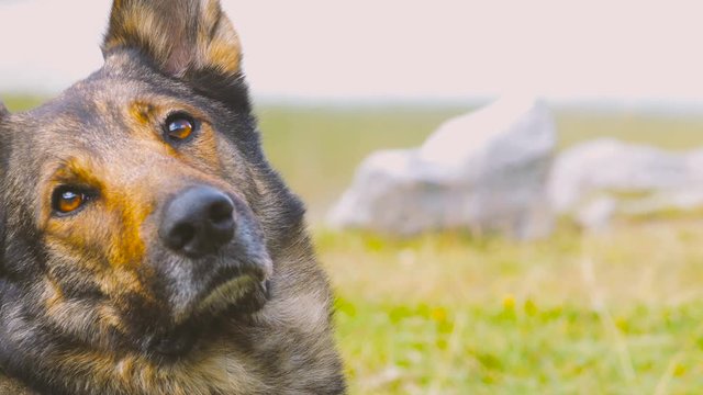 Cute Wolf Dog Moving Head Towards Camera in a Mountain Landscape