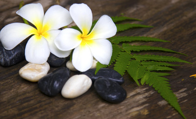 Fototapeta na wymiar Frangipani plumeria Spa Flower with massage stones on wood background.
