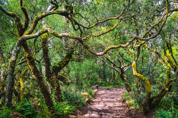 Mysterious forest of Bussaco. Coimbra. Portugal