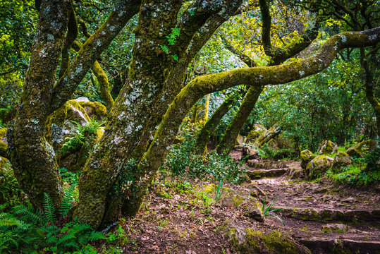 Mysterious forest of Bussaco. Coimbra. Portugal