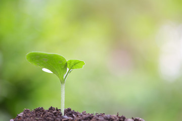 Growing plants