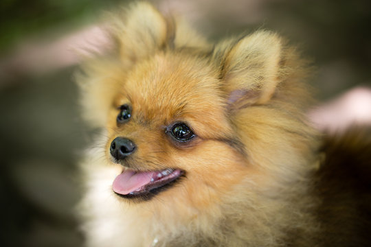 Portrait of a small dog in the park