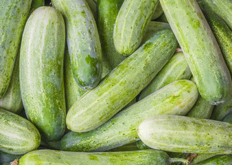 Texture Green cucumbers and background. Agriculture retailer. Farmer's food.