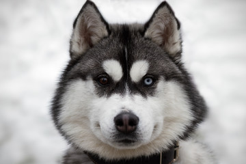 Siberian husky championship VI © danissimo1992