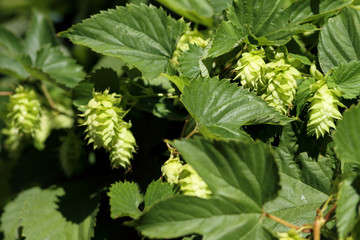 Hops growing on a vine.
