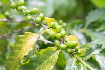 Green coffee beans growing